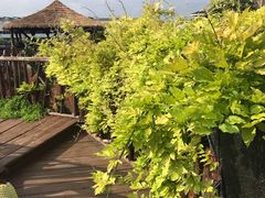-呀路古热带植物园