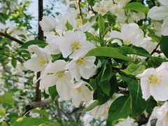 -海棠花溪(元大都城垣遗址公园)