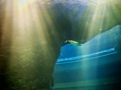 -新加坡飞禽公园