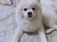 -宠福鑫康馨动物医院·骨科·眼科