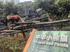 -成都动物园
