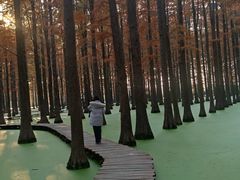 -渌洋湖湿地公园