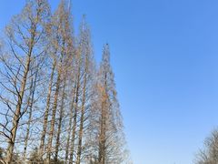 -昆山城市生态森林公园