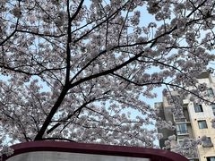 -高东镇樱花园