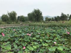 -羊亭河湿地公园