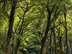 -楠溪江石桅岩