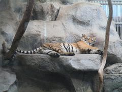 -清迈夜间动物园