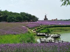 -大塘金香草谷