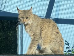 -青藏高原野生动物园