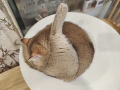 -楼上猫咖(罗湖店)