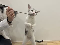 -有喵·猫咖·狗咖·30几只猫10只小狗(岗厦店)