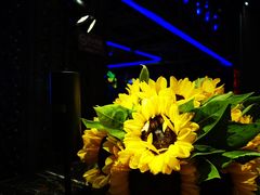 -MOSSO德国餐厅·音乐酒吧(环宇荟店)