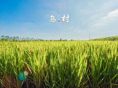 -乌村