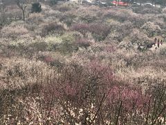 -香雪海