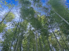 -上海佘山国家森林公园天马山园