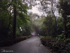 -莲花山公园
