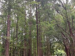 -东湖落雁景区