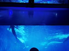 -多彩贵州城极地海洋世界