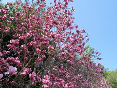 -广州市流溪河国家森林公园