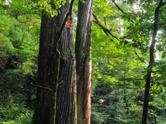 -天目山大树王景区