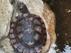 -费瑟代尔野生动物园