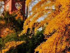 -四川大学(望江校区)