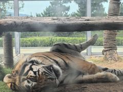-西霞口神雕山野生动物世界