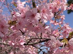 -希衣日语