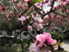 -桃花堤公园