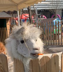 -萌宠亲子动物乐园(槐房万达店)