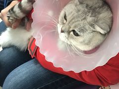 -纳吉亚猫专科动物诊疗中心(蒋宅口分院)