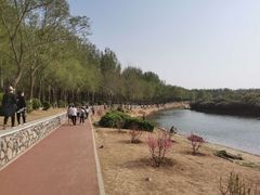 -丁香湖公园