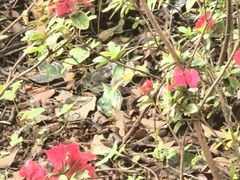 -昆明植物园