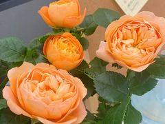 -双季花艺园艺市场(浦东店)