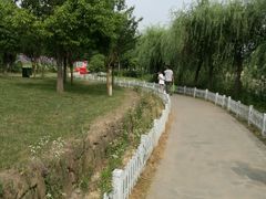 -大塘金香草谷