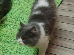 -爪爪喵星球·猫舍(卓悦中心店)