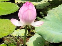 -华南国家植物园-售票处