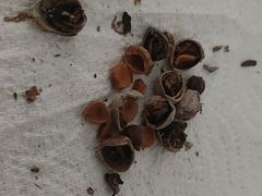 -王老头炒货(天坛东路店)