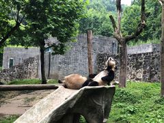 -都江堰中华大熊猫苑