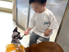 -飞行喵MR PILOT|猫舍·猫咖(静安大融城店)