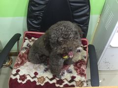 -酷狗靓猫宠物·洗护·美容·寄养(航北路店)