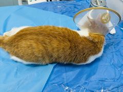 -纳吉亚猫专科动物诊疗中心(蒋宅口分院)