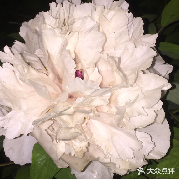 夜幕低垂、繁星少歇，拎着一袋猫粮和两块炸带鱼来找咪咪