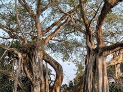 -瑞丽独树成林风景区