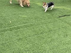 -汪说喵讲宠物乐园宠物酒店(红星美凯龙店)