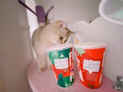 -DQ·蛋糕·冰淇淋(奥林匹克广场店)