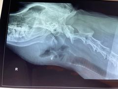 -喜多萌中农锦绣动物医院24H·猫科·牙科MRI·CT