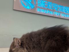 -瑞派紫金宠物医院24小时·骨科·中兽医·重症转诊中心(番禺大石院)