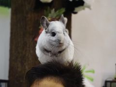 -藦茜花园宠物主题亲子互动体验馆(国顺东路店)