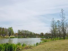 -上海长兴岛郊野公园